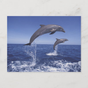 Cartão Postal Caribenhos, golfinhos-nariz-de-garrafa