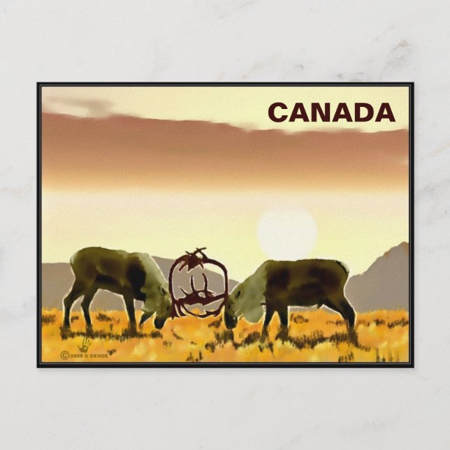 Cartão Postal Caribou Duel - Canadá (Frente)