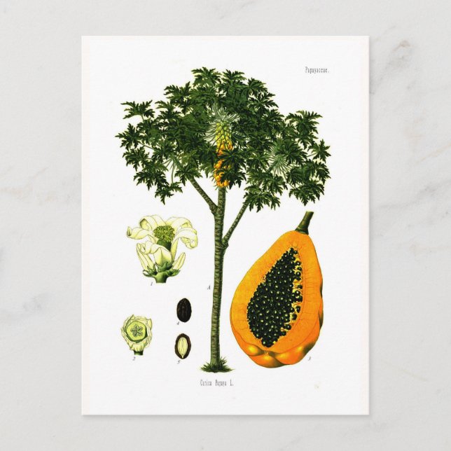 Cartão Postal Carica papaya (Papaya) (Frente)