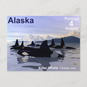 Cartão Postal Carimbo de Baleias Killer do Alaska