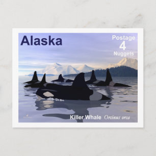 Cartão Postal Carimbo de Baleias Killer do Alaska
