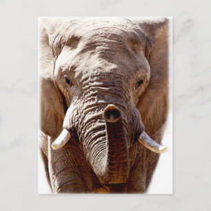 Cartão Postal Carinha Selvagem de Elefante Selvagem