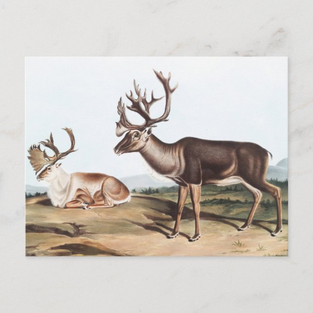 Cartão Postal Cariou, American Rein Deer (Tarandus furcifer) (Frente)