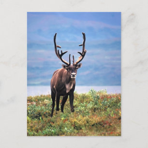 Cartão Postal Cariou Reindeer Parque Nacional Denali, Alasca