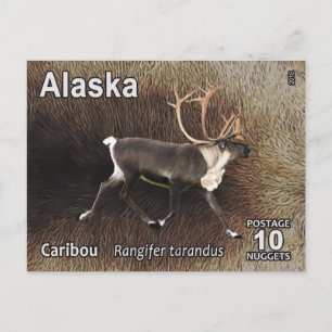 Cartão Postal Cariou (Reindeer) - Postage do Alasca