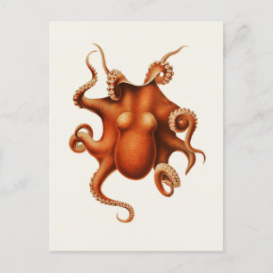 Cartão Postal Carl Chun Vintage Octopus Ilustração Marinha