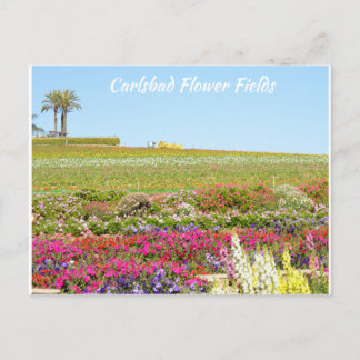 Cartão Postal Carlsbad Flower Fields Postcard