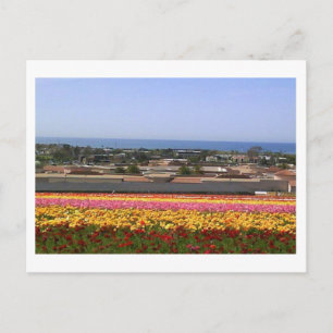Cartão Postal Carlsbad Flower Fields Postcard