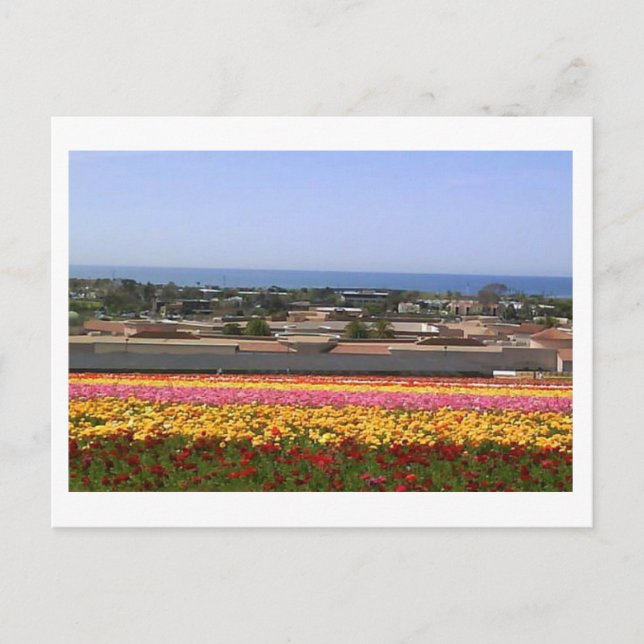 Cartão Postal Carlsbad Flower Fields Postcard (Frente)