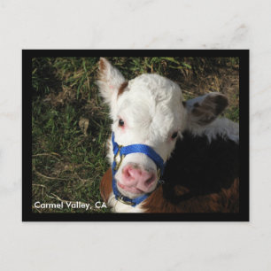 Cartão Postal Carmel Valley, CA Postcard
