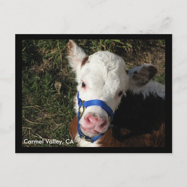 Cartão Postal Carmel Valley, CA Postcard (Frente)