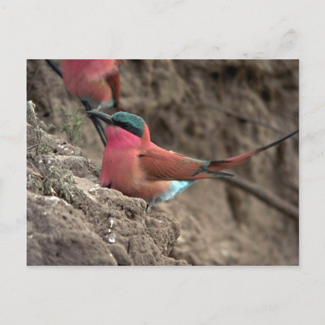 Cartão Postal Carmine Bee-Eater (Frente)