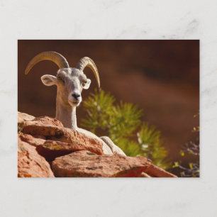 Cartão Postal Carneiro Bighorn do deserto (Ovis canadensis nelso