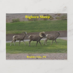 Cartão Postal Carneiro de Bighorn