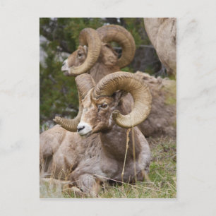 Cartão Postal Carneiro de Bighorn