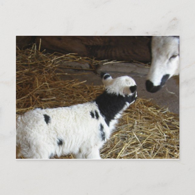 Cartão Postal Carneiro Engraçado (Frente)