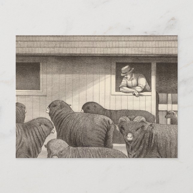 Cartão Postal Carneiro francês merino (Frente)