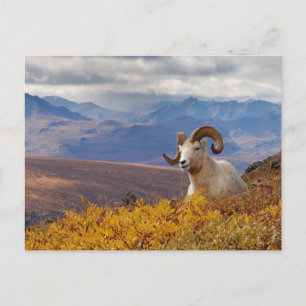 Cartão Postal carneiro, Ovis dalli