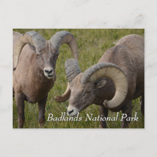 Cartão Postal Carneiros Bighorn no parque nacional badlands