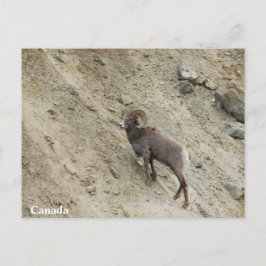 Cartão Postal Carneiros-cavaleiros numa colina