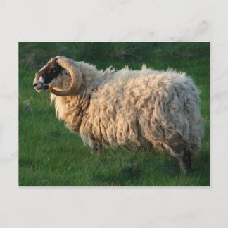 Cartão Postal Carneiros do Blackface, ilha de Lewis, Hebrides