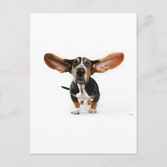 Cartão Postal Carneiros longos (Frente)