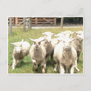 Cartão Postal Caroço de Ovinos