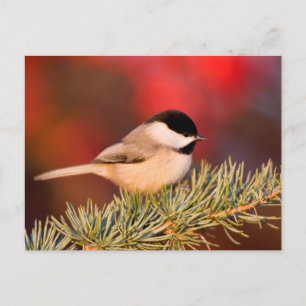 Cartão Postal Carolina Chickadee no Cedro Atlas Azul