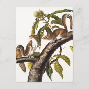 Cartão Postal Carolina Cinza Squirrel (Sciurus Carolinensis)