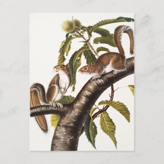 Cartão Postal Carolina Cinza Squirrel (Sciurus Carolinensis) (Frente)