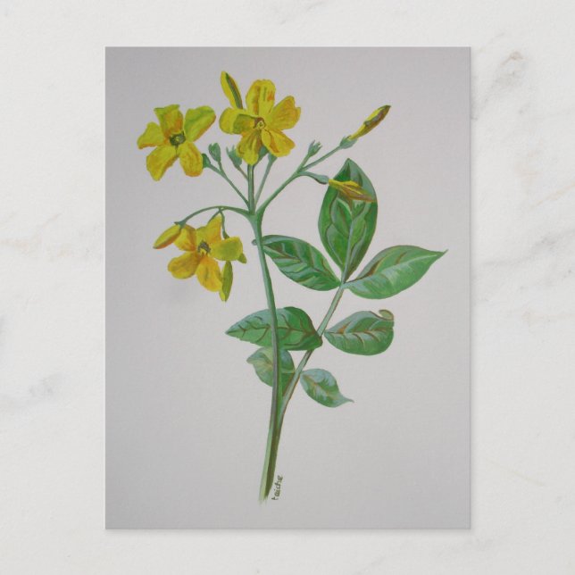 Cartão Postal Carolina Jasmine Botanical Art (Frente)