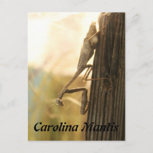 Cartão Postal Carolina Mantis