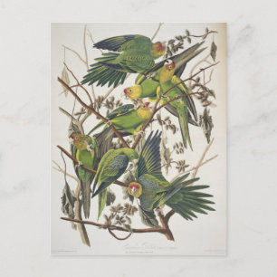 Cartão Postal Carolina Parakeet, de 'Birds of America', 1829