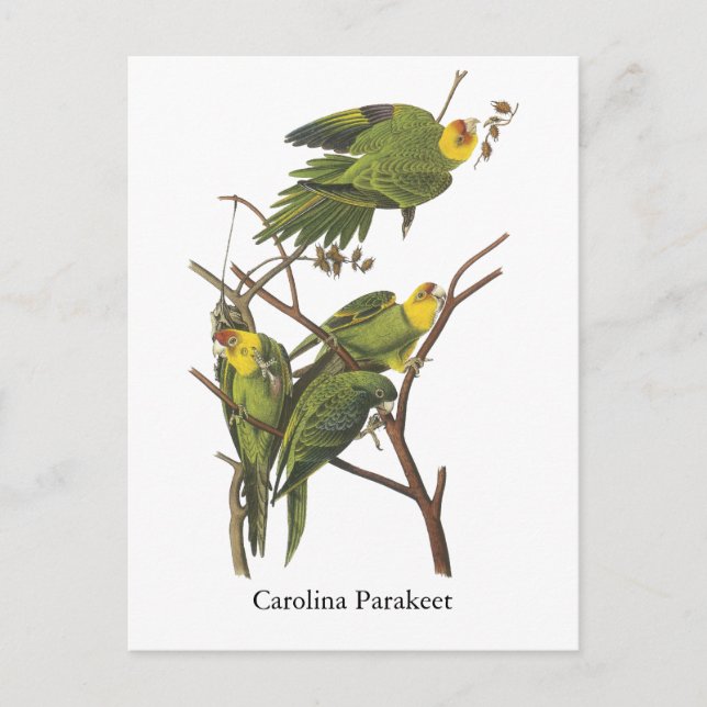 Cartão Postal Carolina Parakeet, John Audubon (Frente)