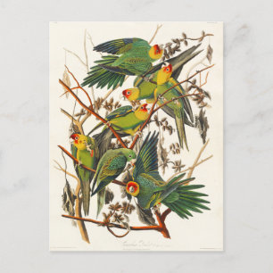 Cartão Postal Carolina Parrot John Audubon