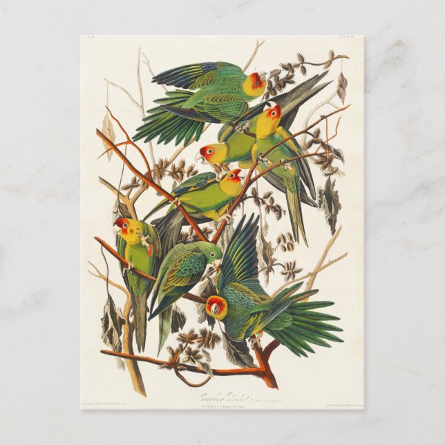 Cartão Postal Carolina Parrot John Audubon (Frente)