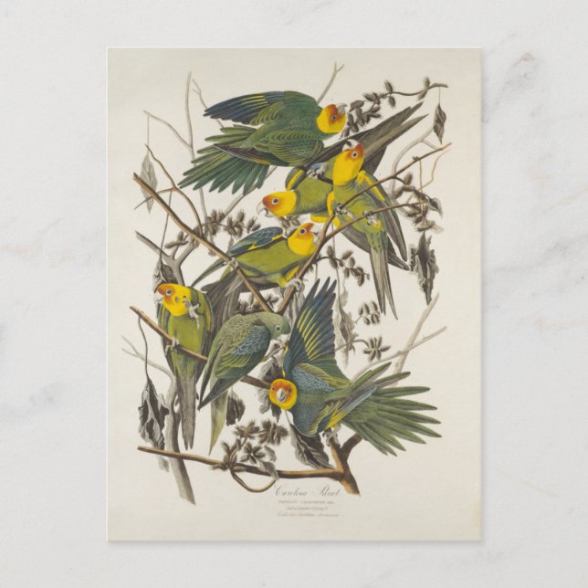 Cartão Postal Carolina Parrot - John James Audubon (1827-1838) (Frente)