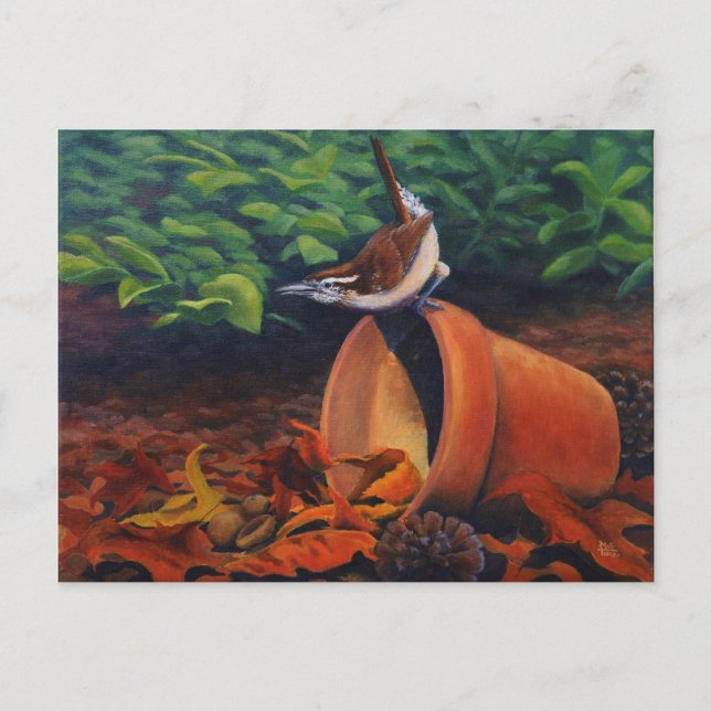 Cartão Postal Carolina Wren (Frente)