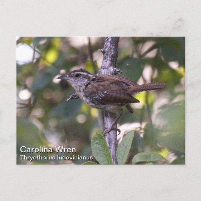 Cartão Postal Carolina Wren (Frente)