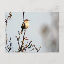 Cartão Postal Carolina Wren