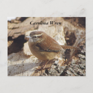 Cartão Postal Carolina Wren