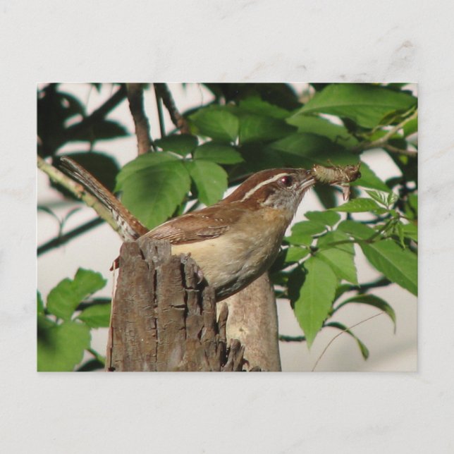 Cartão postal Carolina Wren (Frente)