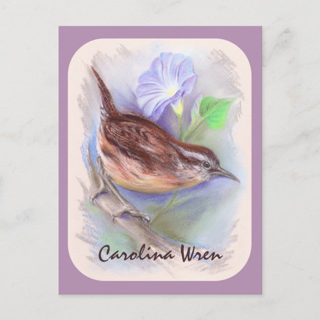 Cartão Postal Carolina Wren com Flores da Glória da Manhã (Frente)