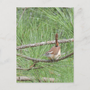 Cartão Postal Carolina Wren em Pine Tree