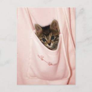 Cartão Postal Carona