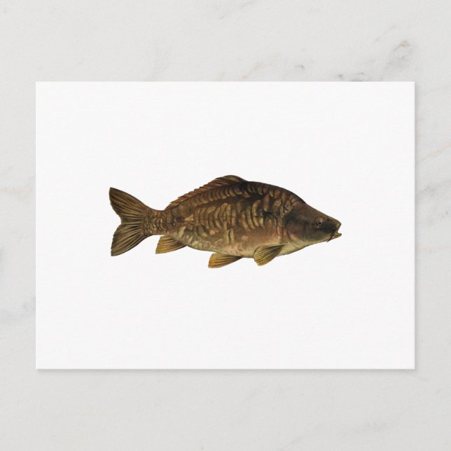 Cartão Postal Carp Espelho (Frente)