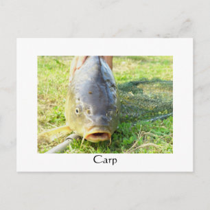 Cartão Postal Carpa - Karpfen - Ponty
