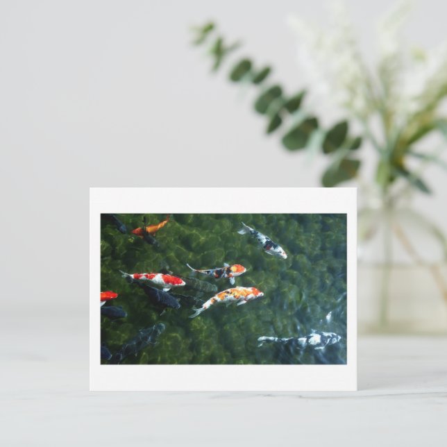 Cartão Postal Carpa Koi: Japão (Em pé/Frente)