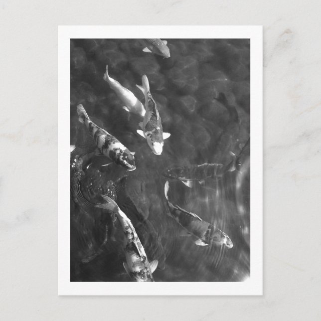 Cartão Postal Carpa Koi: Japão (Frente)