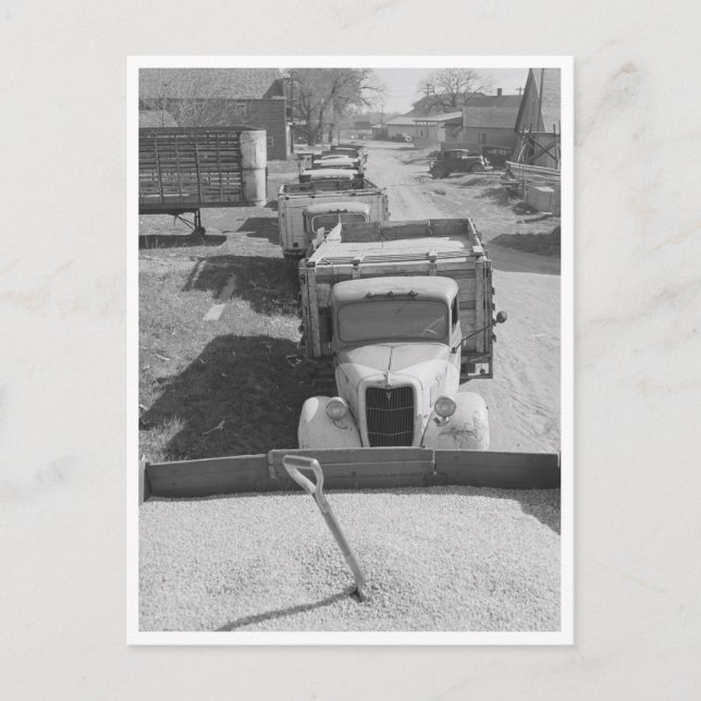 Cartão Postal Carregamentos de milho descascado (Frente)